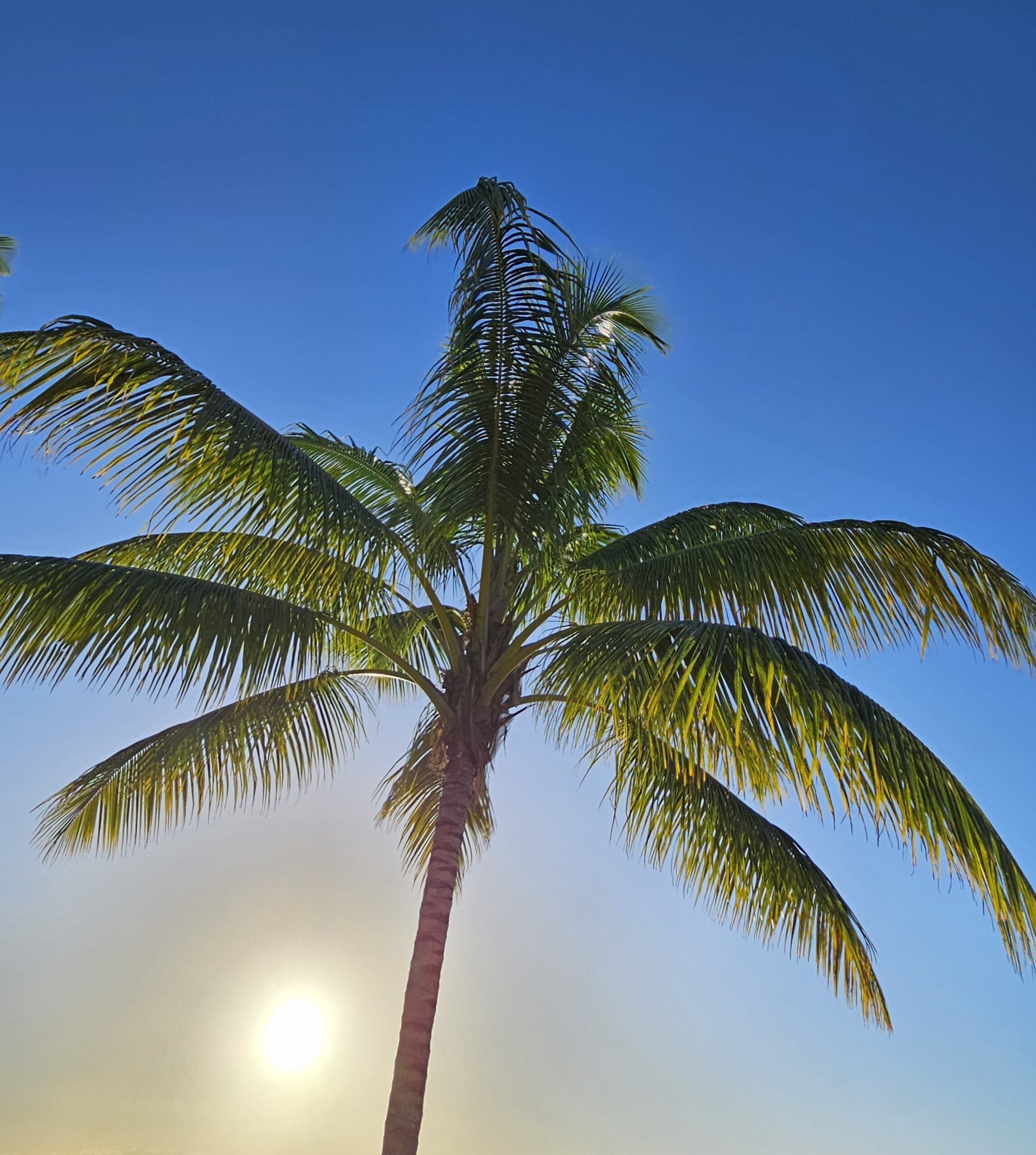 Sun streaming through a palm tree on Playa Esmeralda
