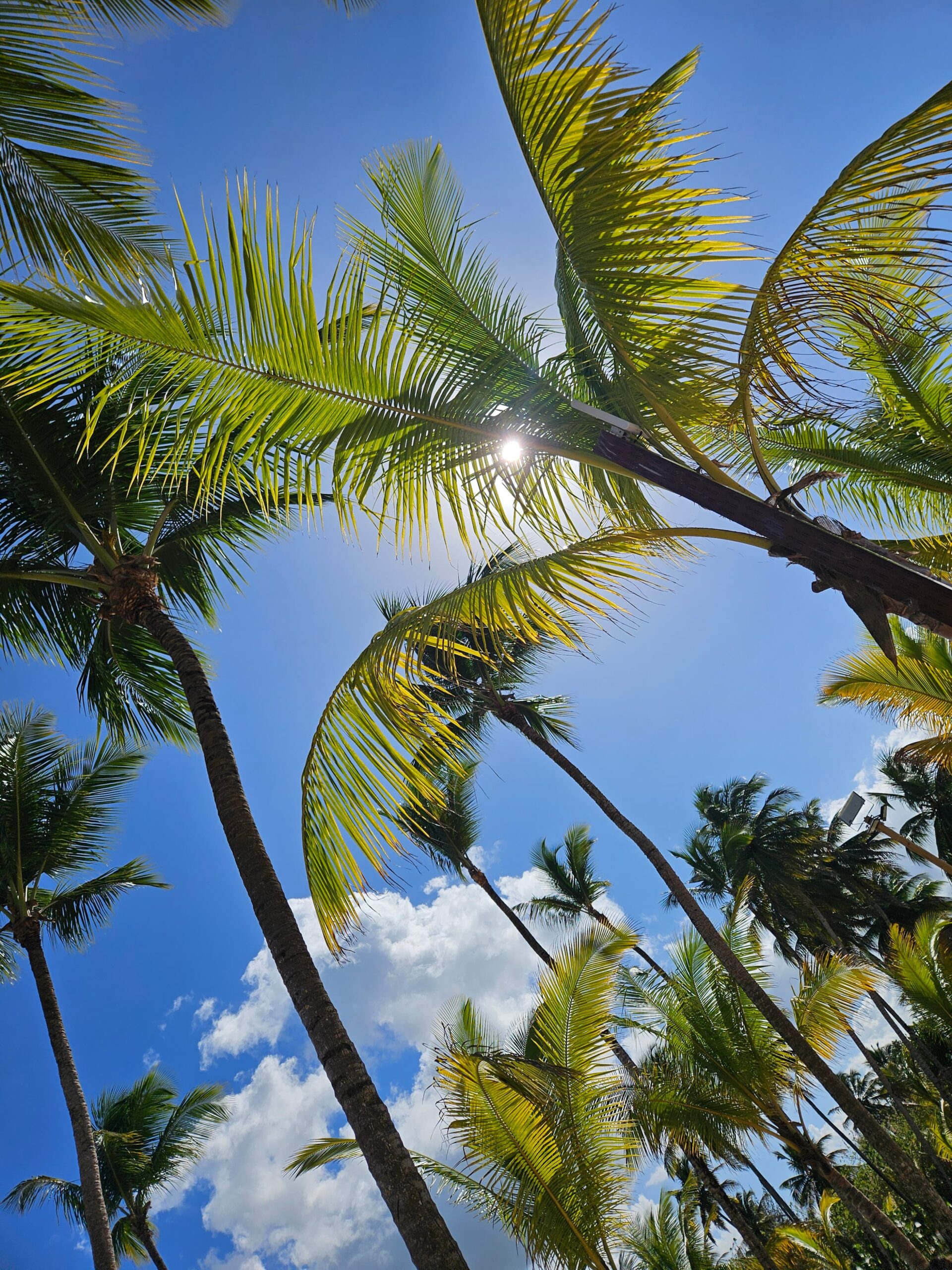 Pure Dominican Republic blue sky seen through the palm trees