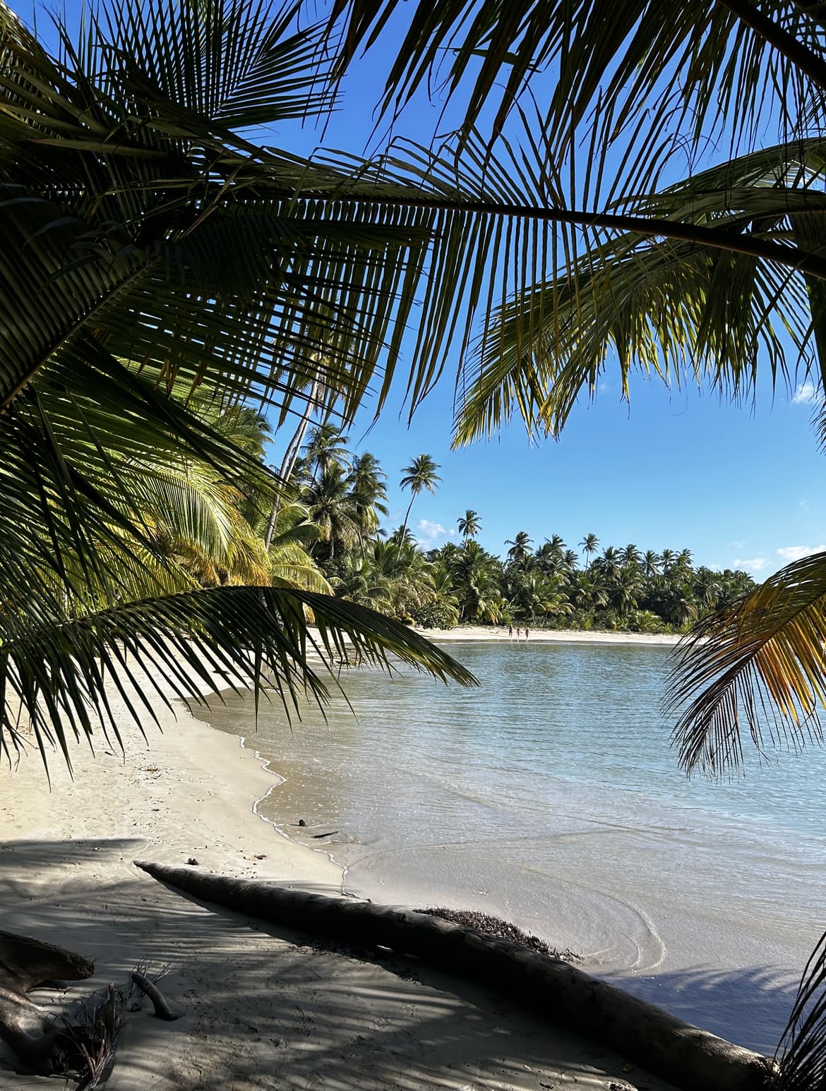Playa Esmeralda seen from the shade of a palm tree