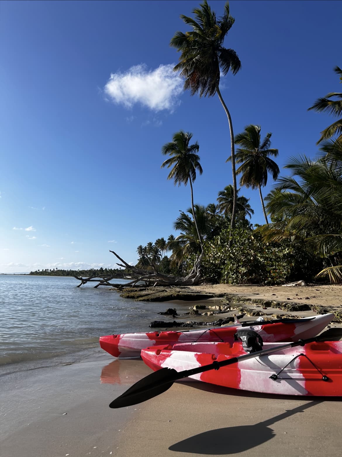 Red and white kayaks at the sea edge on Playa Esmeralda Dominican Republic